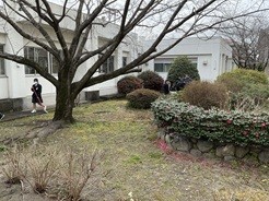 中庭のたまった落ち葉を集めいています